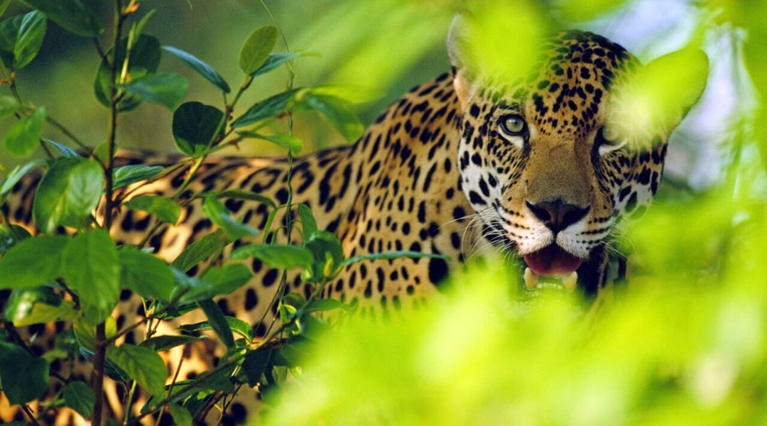 El Jaguar